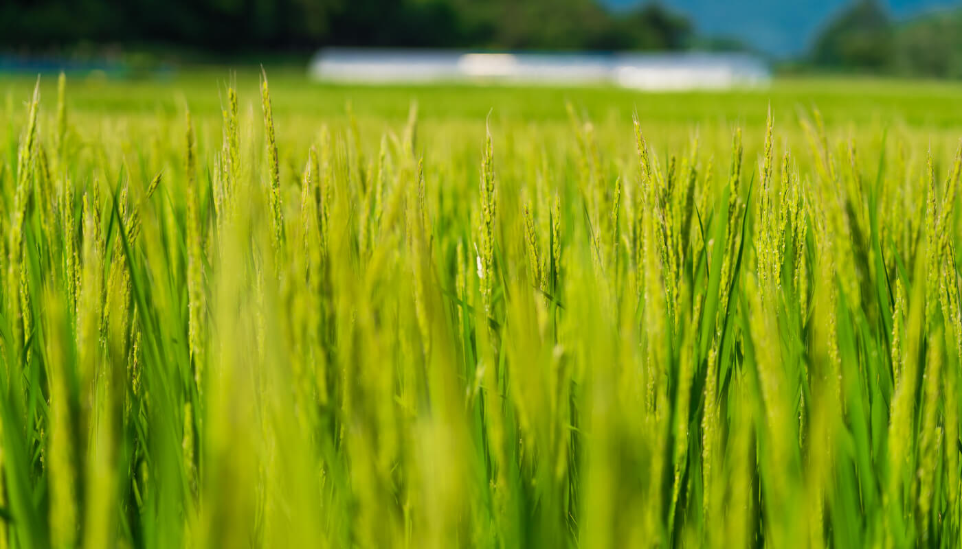 【 新米 先行予約 】 令和7年産 ササニシキ 玄米 5kg 勘六縁 無肥料 無農薬 お米 米 【栽培期間中農薬不使用】