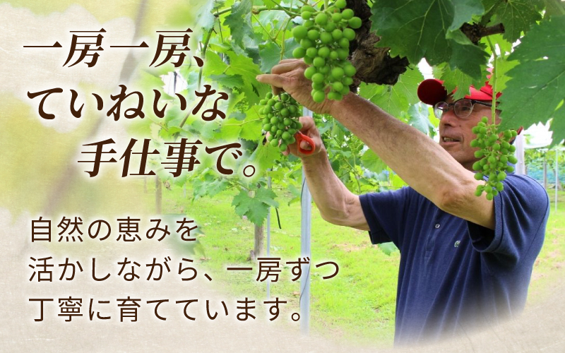 〈パック詰め〉降水量の少ない岡山の自然がはぐくむシャインマスカット「晴天ぶどう」 約1kg （3～4房） 【beac007-01】
