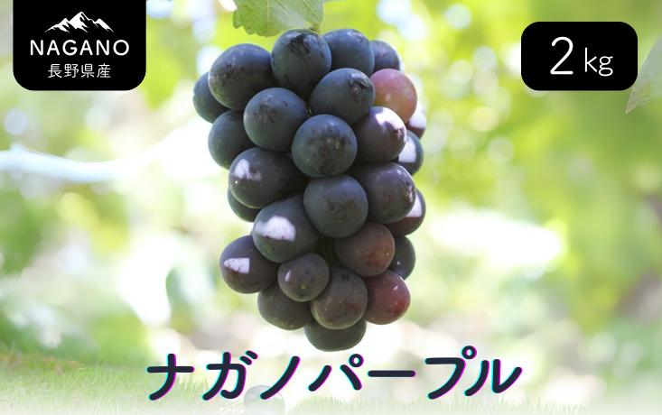 
            MS33-25A ぶどう ナガノパープル （長野県産秀品） 約2kg／2025年8月下旬～9月下旬頃 配送予定 // 種なし 皮ごと 葡萄 ブドウ ぶどう ナガノ パープル 南信州 長野県 オリジナル品種 稀少 ぶどう三姉妹
          