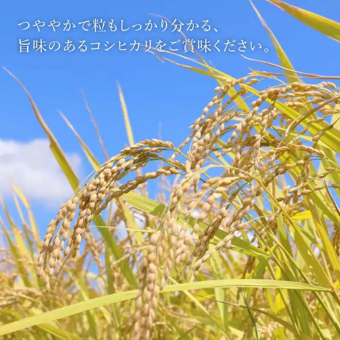 予約受付【R8年産】新米 コシヒカリ 10kg 白川町 / S.K.C[AWAX002] 米