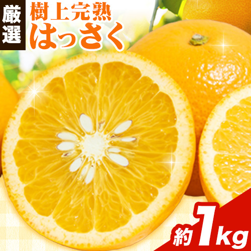 【先行予約】 厳選 樹上完熟 はっさく 1kg+250g（傷み補償）【八朔みかん・ハッサク】池田鹿蔵農園 @日高町 《4月上旬-5月下旬頃出荷》和歌山県 日高町 送料無料 はっさくみかん 八朔 はっさく【配送不可地域あり】