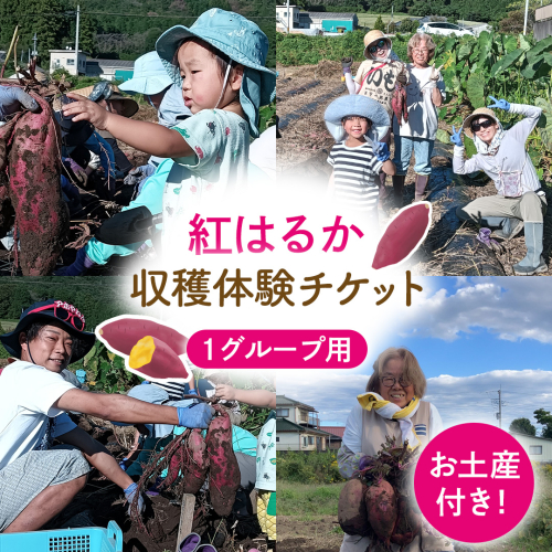 さつまいも [ 紅はるか ] 収穫 体験チケット 《お土産付き》 ｜ 収穫 収穫体験 体験 チケット 招待券 レジャー 観光 旅行 ふれあい お土産 おみやげ 持ち帰り 自然 農業体験 [DZ020sa]
