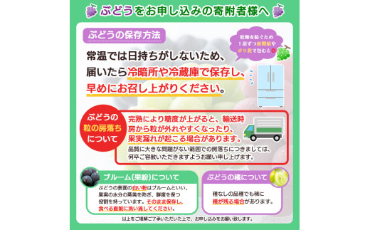 【定期便2回】山形果物 たっぷりシャインマスカットとどっさりラフランスの定期便 【令和8年産先行予約】FS24-767