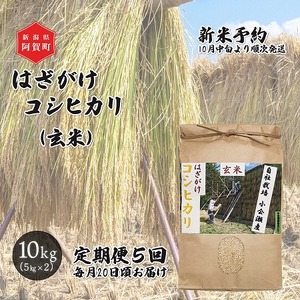 ＜定期便5回＞ 玄米 10kg 新潟県産 コシヒカリ はざ掛け 天日干し 令和6年産 越後奥阿賀産 5kg×2袋 | 小会瀬 はざがけ こしひかり 一等米 送料無料 お取り寄せ お米