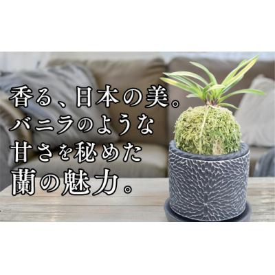 ふるさと納税 山口市 【日本の蘭】富貴蘭　風蘭　黒筒陶器鉢 D088