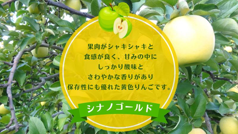 1月 田子の家庭用シナノゴールド 約10kg【訳あり】【青森りんご・長畝正幸さん生産直送・1月】