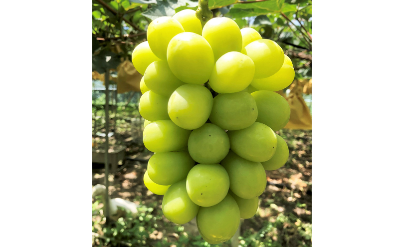 ぶどう 2026年 先行予約 【平均糖度20度】 ご家庭用 農家こだわりの シャイン マスカット 2房 合計約1.0kg ブドウ 葡萄 岡山県産 国産 フルーツ 果物 【 Nini farm 農家 直