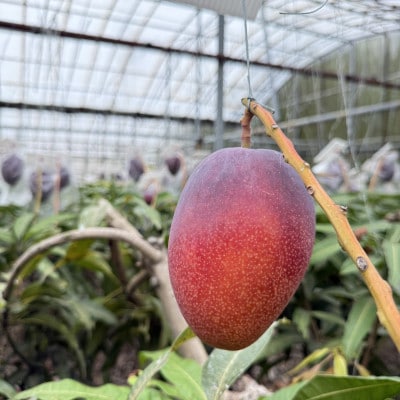 【2026年6月下旬から順次発送】マルトウマンゴーの家庭用アップルマンゴー1kg【配送不可地域：離島】