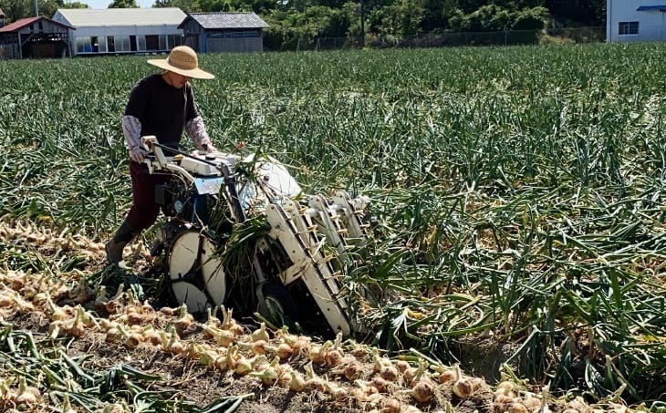 淡路島産玉ねぎ10㎏
