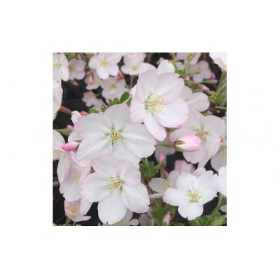 ふるさと納税 池田市  養庄園 御殿場桜盆栽
