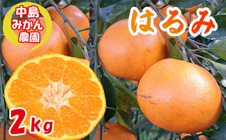 【2027年3月中旬頃から順次発送】 はるみ 小玉 2kg 中島みかん農園｜先行予約 蜜柑 みかん 小粒 わけあり 訳あり 甘い 柑橘 愛媛 糖度 数量 限定 愛媛 松山【NM0091】