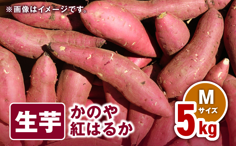 
            1673 かのや紅はるか 生芋Mサイズ 5kg　KN011-002-01
          