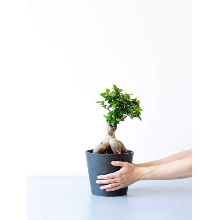 【ふるさと納税】【鉢付き】ガジュマル Sサイズ【鉢のカラーを選択してください】 | 植物 プラント 人気 おすすめ 送料無料