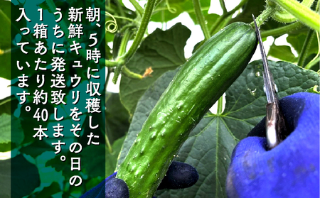 きゅうりきゅうり 約5kg 約40本 きゅうりきゅうりきゅうりきゅうり