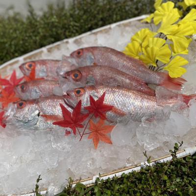 ふるさと納税 浜田市 山陰浜田港水揚げ　高級魚「のどぐろ(鮮魚)」1.2kg程度