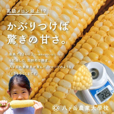 【朝採れ直送!】 フルーツのような甘さ『皮付き』生とうもろこし20本【配送不可地域：離島】