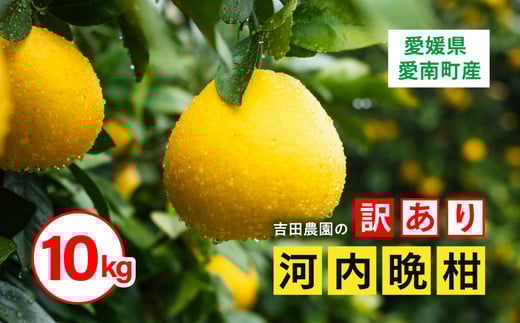 
訳あり 河内晩柑10kg(家庭用）
