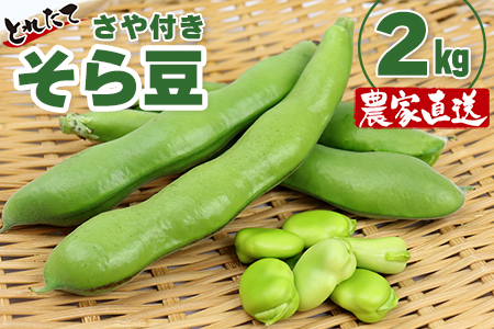 そら豆２kg（さや付き）【3月下旬～4月中旬頃に発送】　本田農園