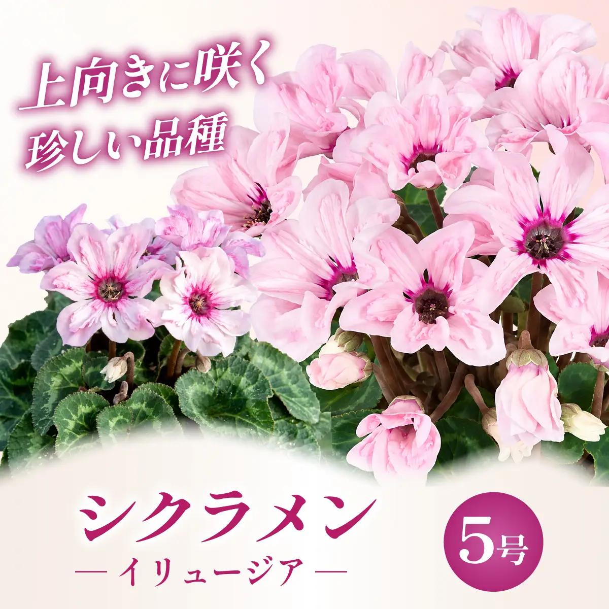 花 シクラメン イリュージア 新品種 ピンクラテ 5号 シクラメン 新品種