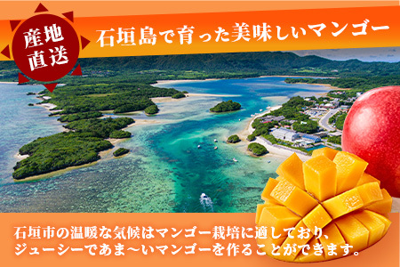 【2024年発送 予約受付分】「紅福姫ブランド」石垣島のマンゴー 1kg 2〜3玉【沖縄県 石垣市 産地直送 旬 石垣島産 マンゴー 完熟マンゴー アーウィン種マンゴー】