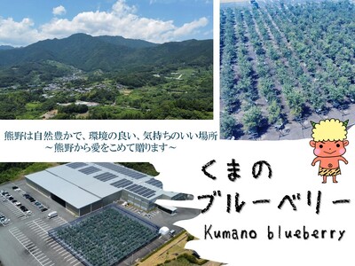 くまのブルーベリー(冷凍) 熊野精工 熊野 果物 フルーツ デザート おやつ スムージー