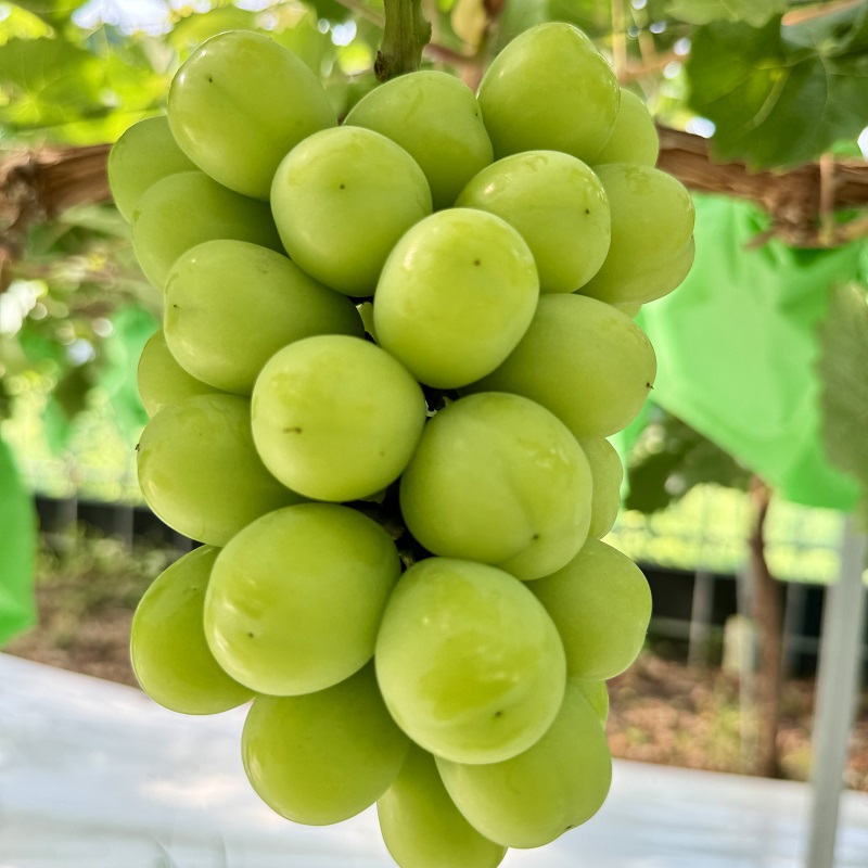 ぶどう 話題の品種 富士の輝＆こだわりのシャインマスカット 贈答ランク 合計約1.2kg ブドウ 葡萄 岡山県産 国産 フルーツ 果物 ギフト 【 Nini farm 農家 直送 】