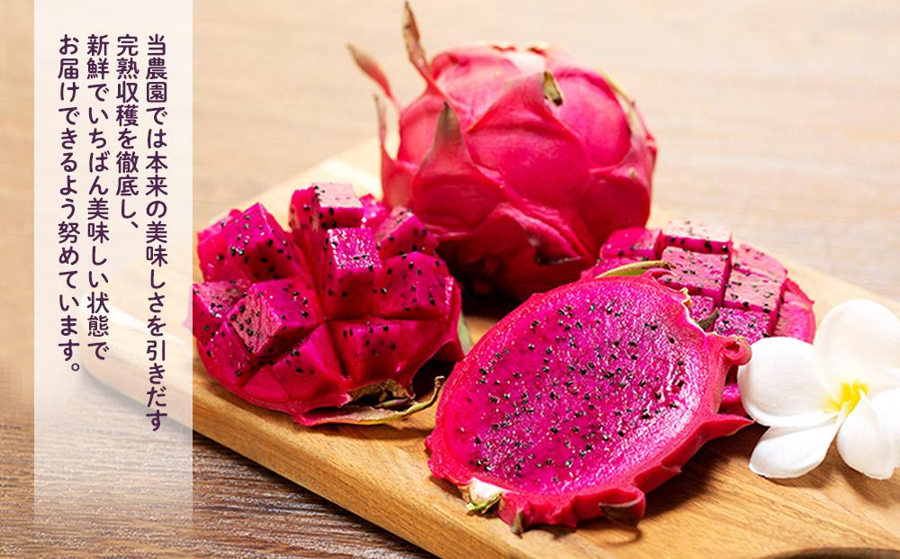 奄美産 食べごろ樹上完熟『赤蜜ドラゴンフルーツ』1kg×2箱セット＜北海道・沖縄県配送不可＞