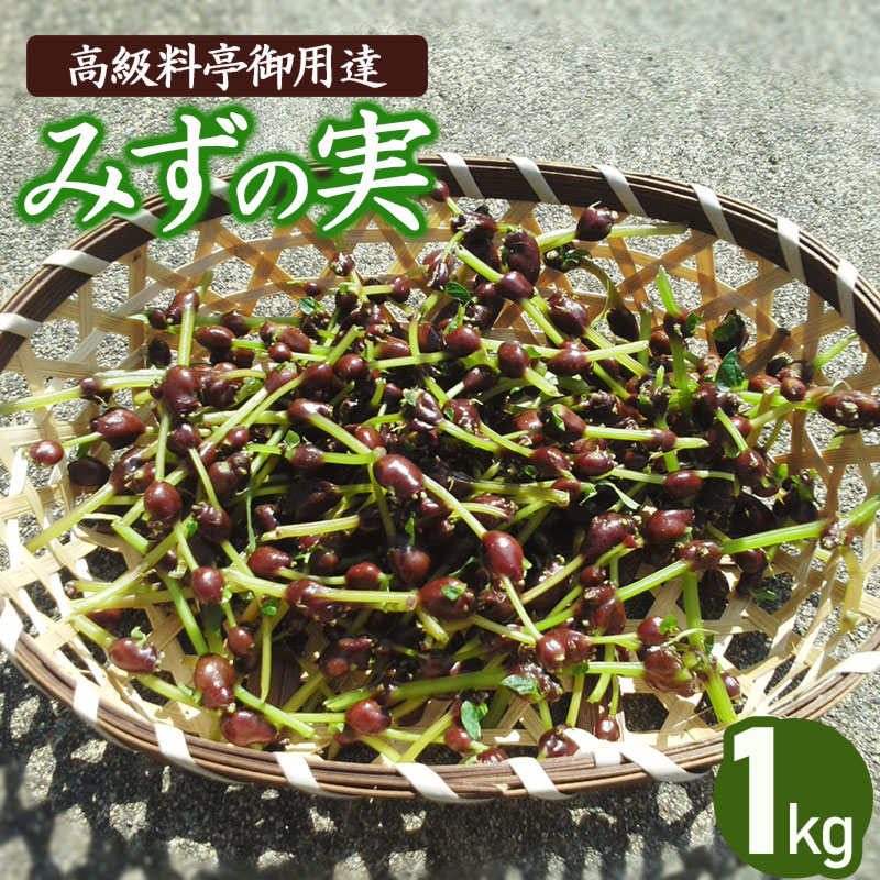 【ふるさと納税】 【令和7年産先行予約】山形県鶴岡市産 みずの実 1kg 山菜 発送時期：9月1日〜10月10日頃 | 山形県 鶴岡市 山形 鶴岡 楽天ふるさと 納税 支援 東北 返礼品 野菜 やさい お取り寄せ ご当地 特産品 食品 食べ物 食料品 取り寄せ さんさい 山の幸 2025年