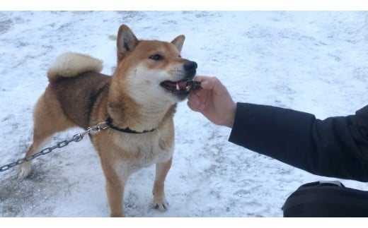 ジャーキーを食べやすい大きさにカットして与えています。