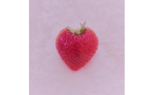 完熟オーガニックとちあいか 大玉・普通サイズ食べ比べ ※2025年12月中旬～2026年4月中旬頃に順次発送予定