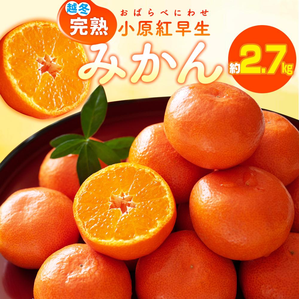 【ふるさと納税】越冬完熟小原紅早生みかん　約2.7kg【2027年1月上旬～2027年2月上旬配送】 | 果物 フルーツ デザート スイーツ 産地直送 みかん 早生みかん オリジナル品種 人気 おすすめ お取り寄せ お取り寄せグルメ
