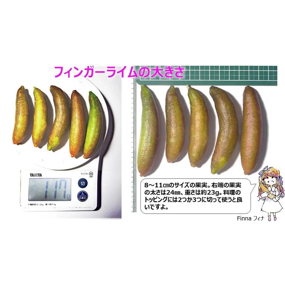 No.407 フィンガーライム　100g