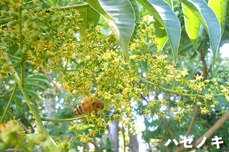 【自然のまま】富津産ハチミツ500g（5～6月の花）