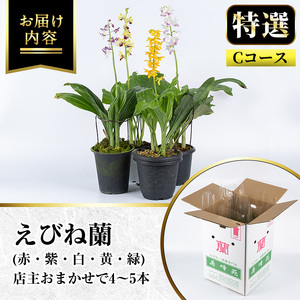 【個数限定】寿峰苑特選えびね蘭　標準Cコース（4本～5本）【00-045-03】