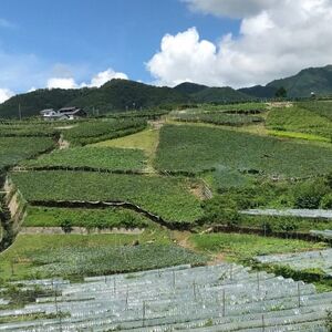 旬選!大房シャインマスカット　2房(約1.2kg)【1119038】