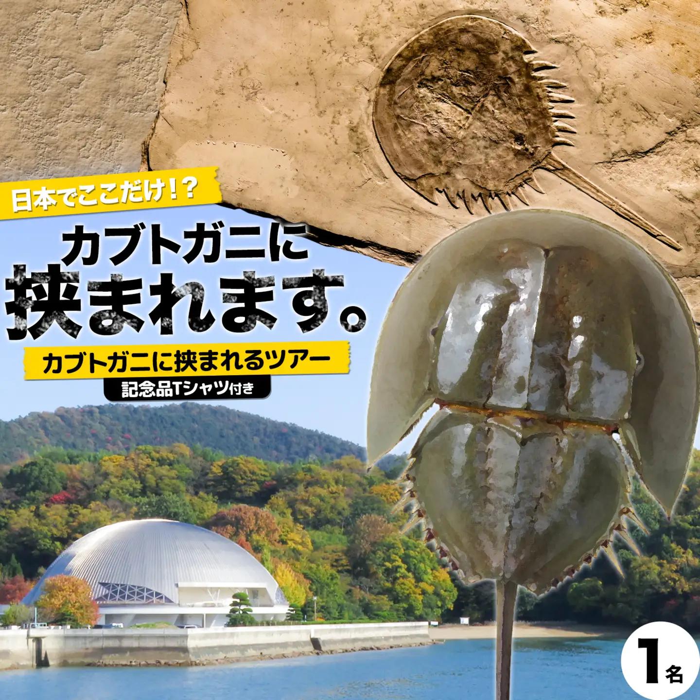 カブトガニに挟まれるツアー 記念品Tシャツ付き 1名 カブトガニ博物館