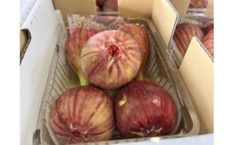 いちじく 冷蔵 約400g(4～6個)×4パック 約1.6kg  桝井ドーフィン 無花果 10月中旬まで受付  川島町いちじく生産組合 川島町産 特産 埼玉県 川島町