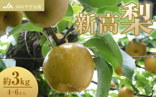 【JAみやぎ仙南】梨「新高」約3kg (4～6玉入)