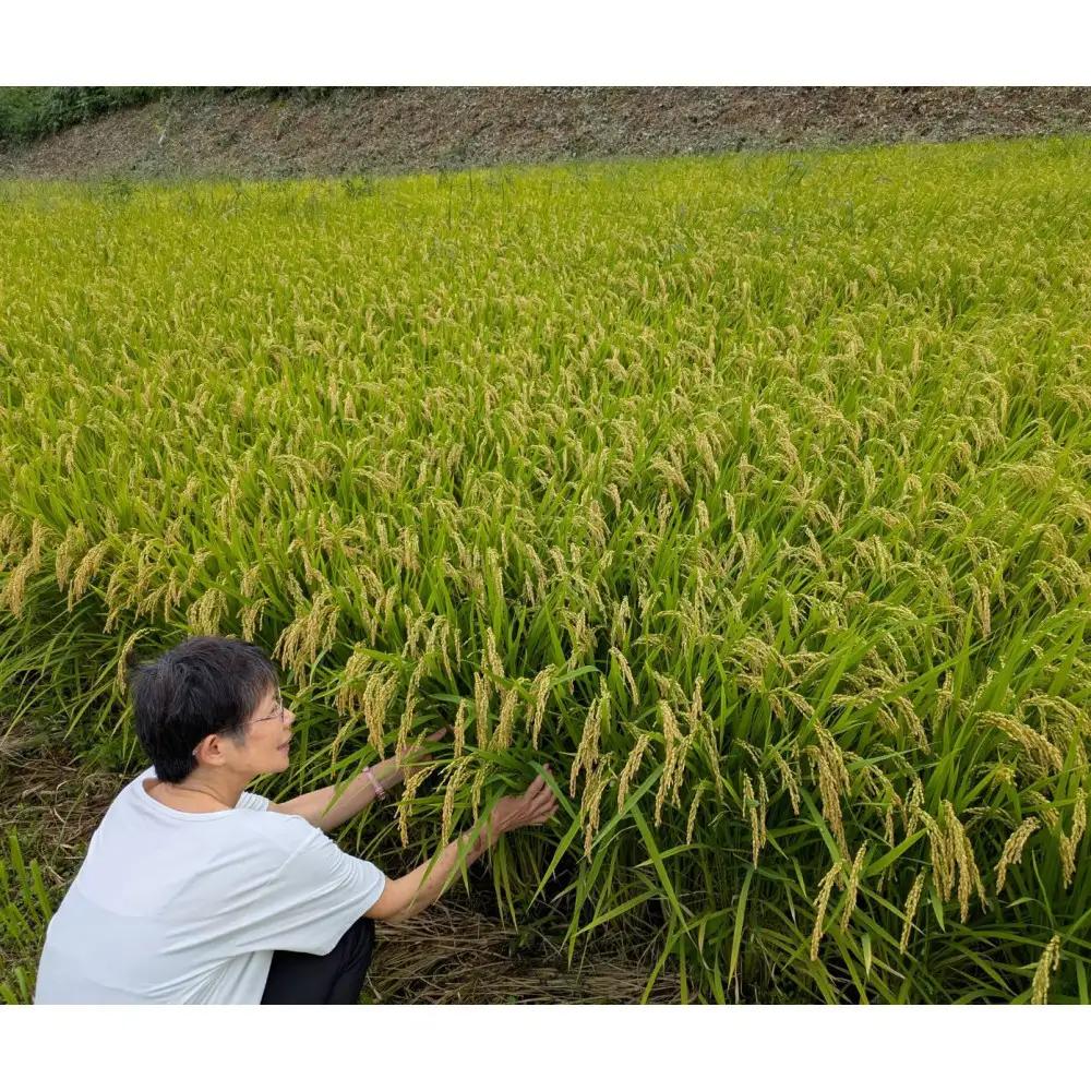 【定期便全6回】【令和8年産】有機肥料米ナオちゃんのお米【出雲市産きぬむすめ】計60kg（5kg×2袋ずつ）　 お米 精米 有機肥料米 出雲市産 美味しい【10月以降発送】