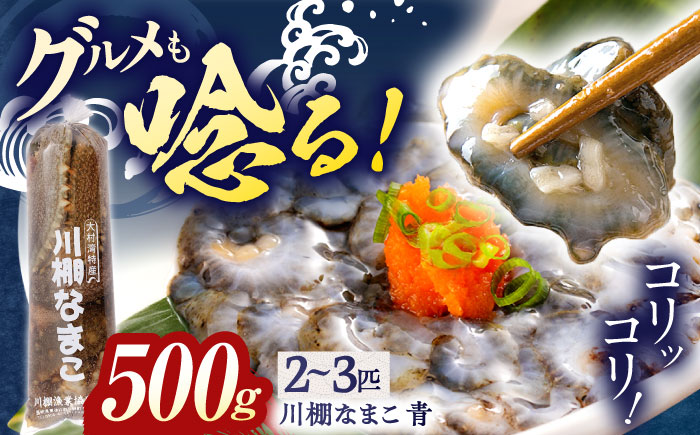 【数量限定】川棚 なまこ 約500g 【森水産】[OAI002] / 大村湾なまこ 高級なまこ 新鮮なまこ ナマコ おつまみ 海鮮 魚介 新鮮魚介類 正月 産地直送海鮮 海鼠