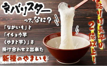 【3か月定期便】ねばりまこと芋(ネバリスター)4kg (真空パック包装) 青森県 七戸町 送料無料 長芋 山芋 イチョウ芋 大和芋 粘り 小分け 個包装 便利 プレーン 無添加 とろろ 栄養 ご飯のお