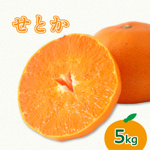 【2026年3月上旬より発送】愛媛県 みかん せとか 5kg | せとか みかん 蜜柑 柑橘 数量限定 愛媛県産 松山市 中島 低農薬 愛媛県 松山市【NO054】