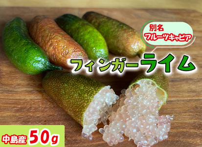 【2026年10月上旬から順次発送】フィンガーライム 50g 愛媛県 中島産| ライム 酸味 さっぱり 添え物 料理 チューハイ アルコール 炭酸 飲み物 飲料 産地直送 国産 愛媛 松山【NM0201】