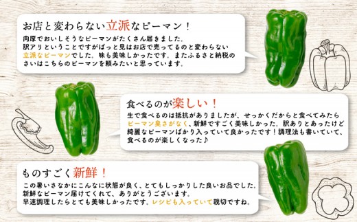 訳あり・北海道恵庭産ピーマン　1kg