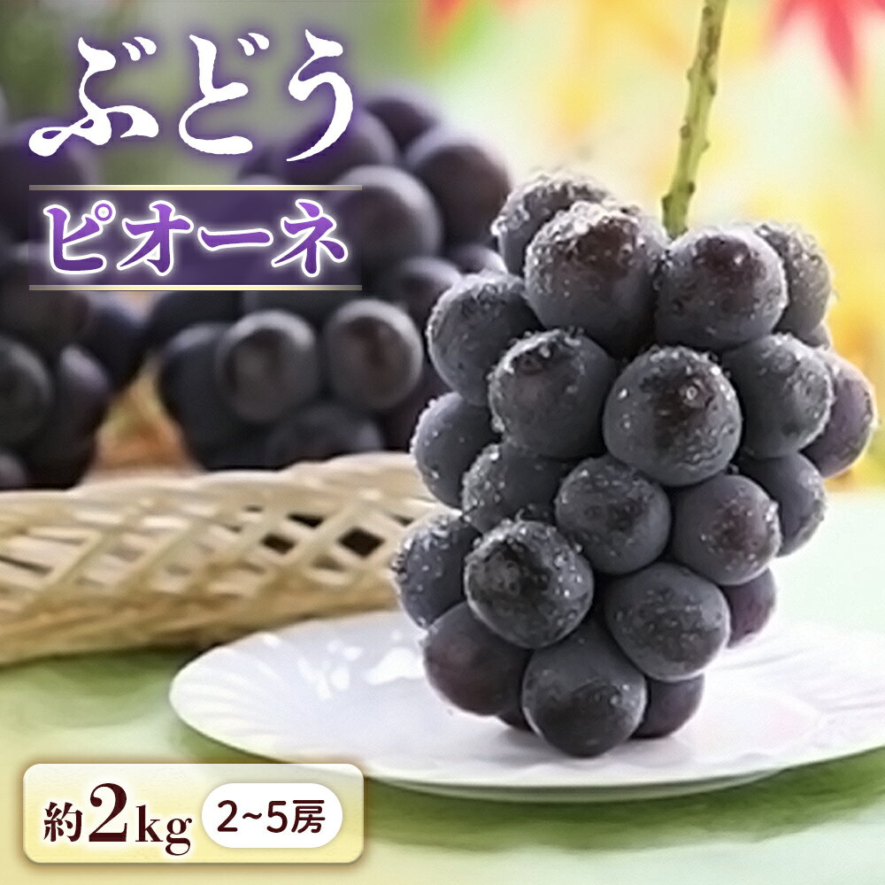 【ふるさと納税】＜先行予約＞ぶどう ピオーネ 約2kg[2〜5房]※2026年9月中旬～9月下旬発送予定※