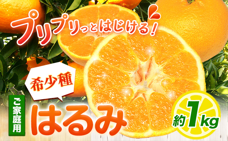 みかん はるみ ご家庭用 1kg+250g（傷み補償）サイズ混合 池田鹿蔵農園@日高町《2月上旬-3月末頃出荷》和歌山県 日高町 フルーツ 果物 柑橘 希少品種 送料無料 訳あり【配送不可地域あり】---wsh_idn327_2j3m_25_7000_1kg---