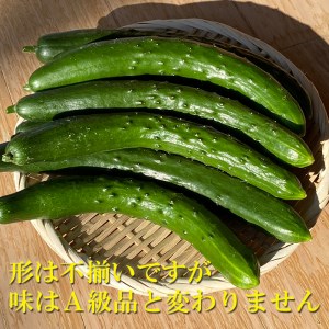 【予約受付】 訳あり品 きゅうり 5kg 農場直送 朝どれ