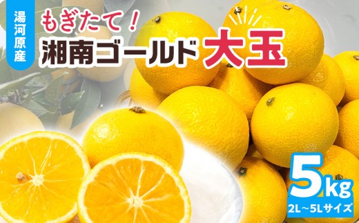 【希少フルーツ】もぎたて・湘南ゴールド(大玉)5kg　2027年1月中旬～下旬頃発送予定 | 湯河原町 大玉 5kg 種なし 柑橘系 ハウス栽培 地域特産品