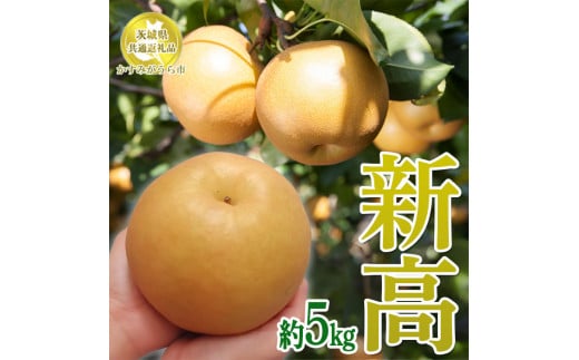 茨城県産【新高梨】約5kg【茨城県共通返礼品　かすみがうら市産】※2025年9月中旬～12月下旬頃に順次発送予定 ※離島への配送不可