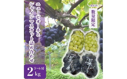 ニューピオーネとシャインマスカットの詰め合わせ 約2kg(3～6房)【先行予約・数量限定】カナダ人農園主 シャイン ピオーネ ぶどう ブドウ フルーツ 果物 くだもの 産地直送 世羅 ラピアビンヤード【2026年9月下旬以降順次発送】 A021-12